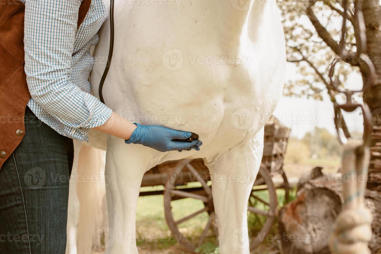 amar, cuidado para animales naturaleza, primavera foto