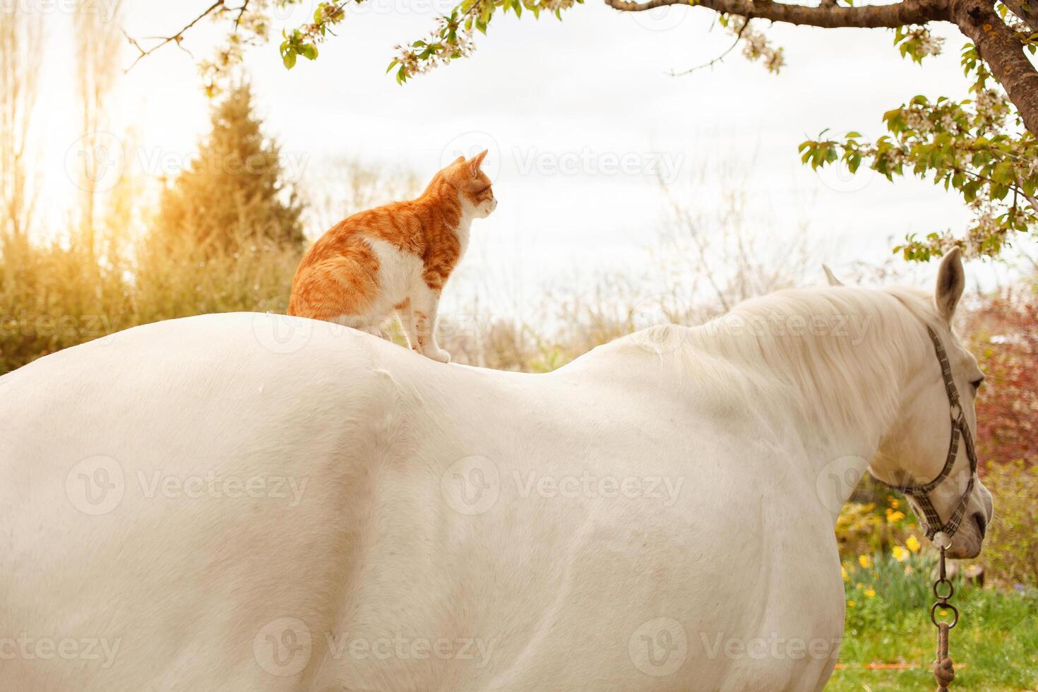 love, care for animals. nature, spring photo