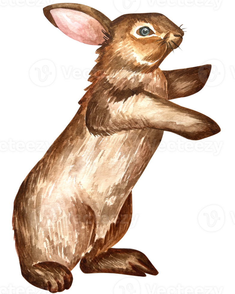 Watercolor illustration of a cute fluffy grey rabbit with pink ears in a blank background png