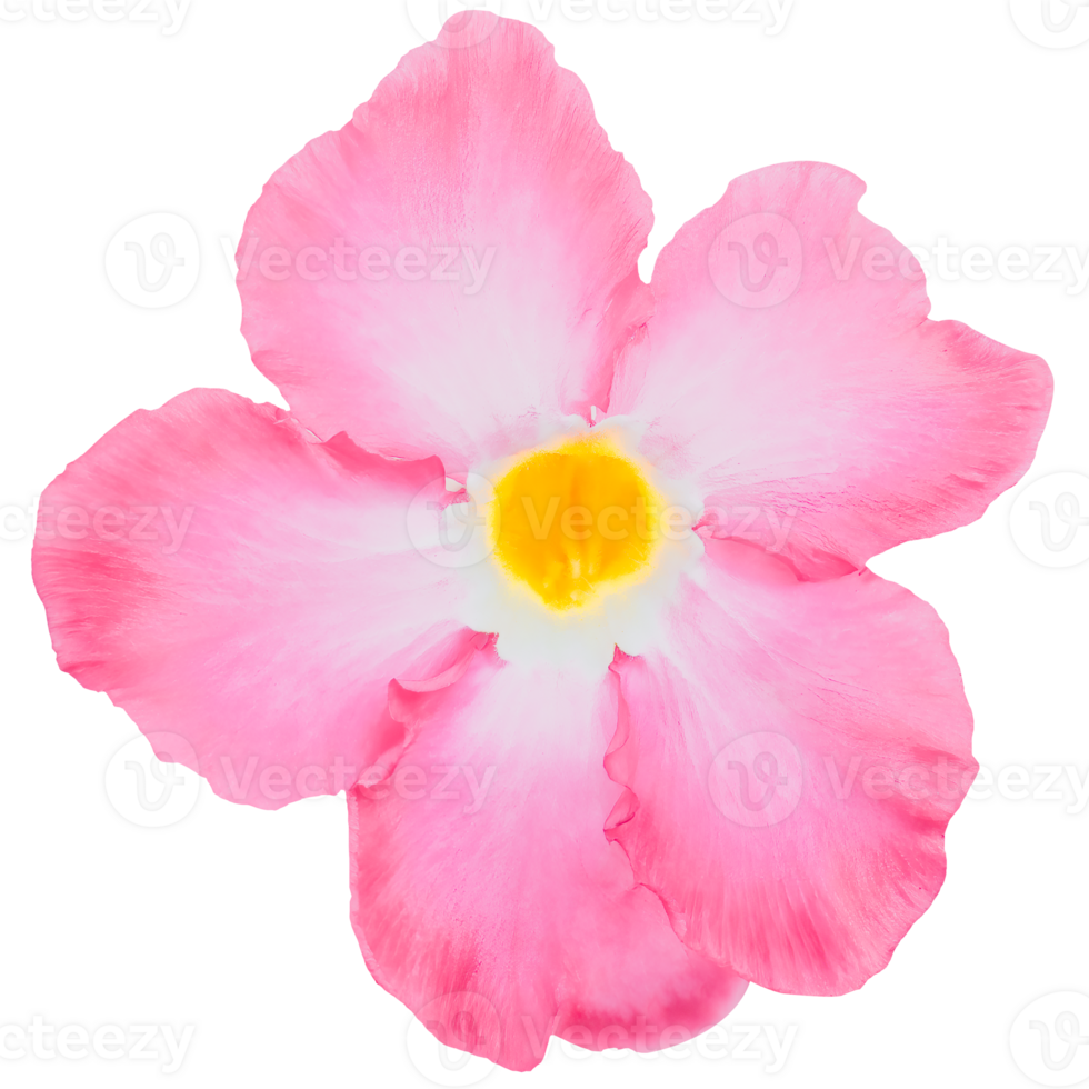 helder roze adenium zwaarlijvig bloemen element geïsoleerd Aan wit of transparant achtergrond. schoonheid van tropisch bloemen en sier- planten in natuur. png
