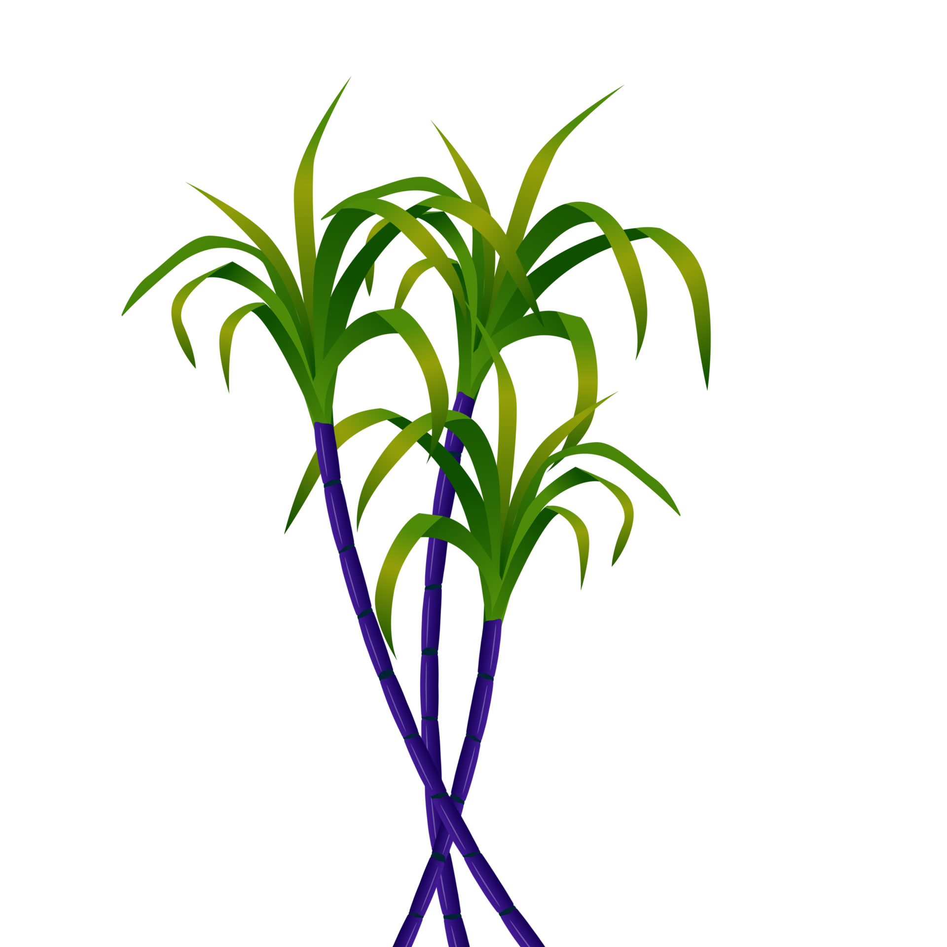 sugarcane-transparent-background-37152882-png