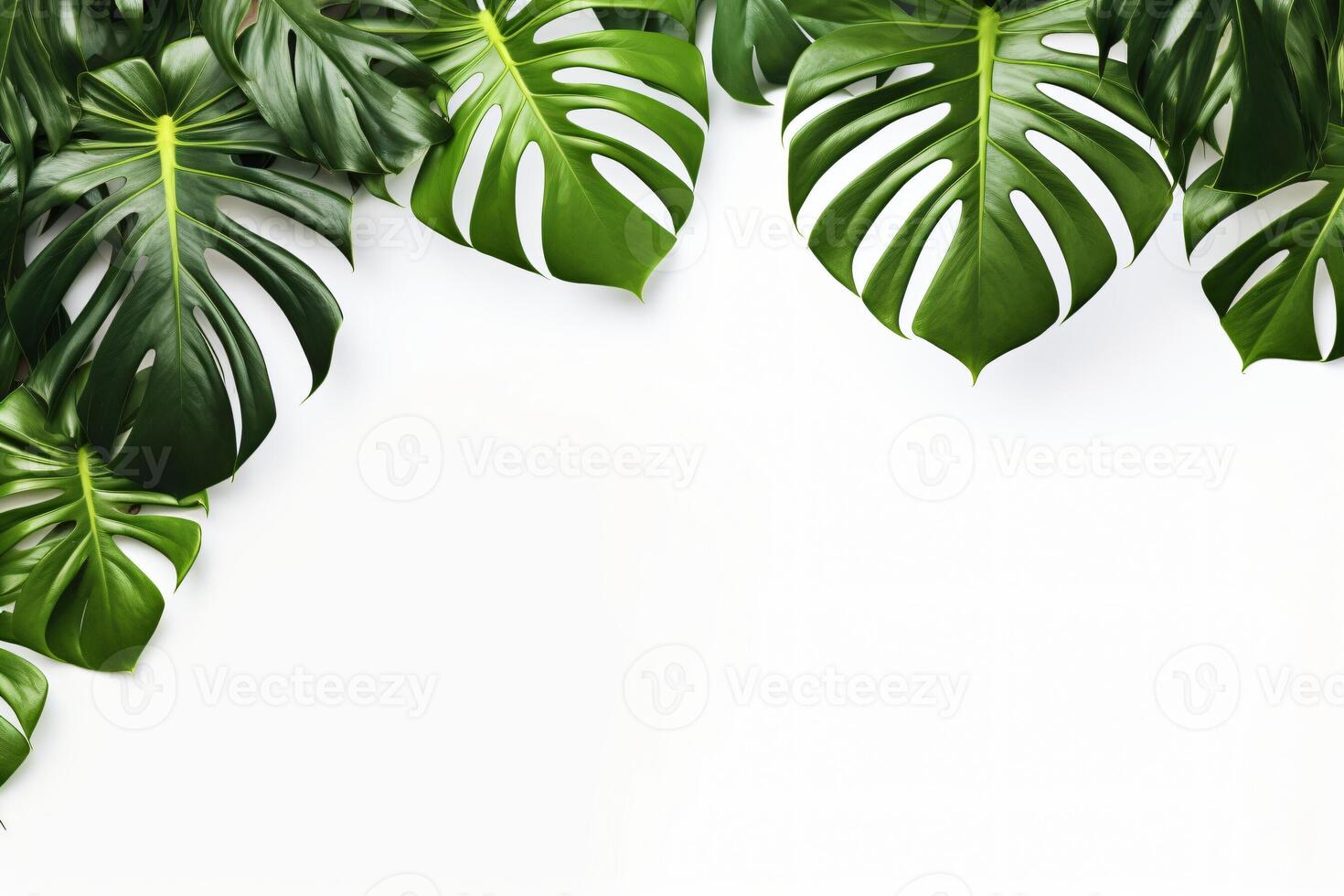 AI generated Photo green tropical palm leaves monstera on white background Generative AI