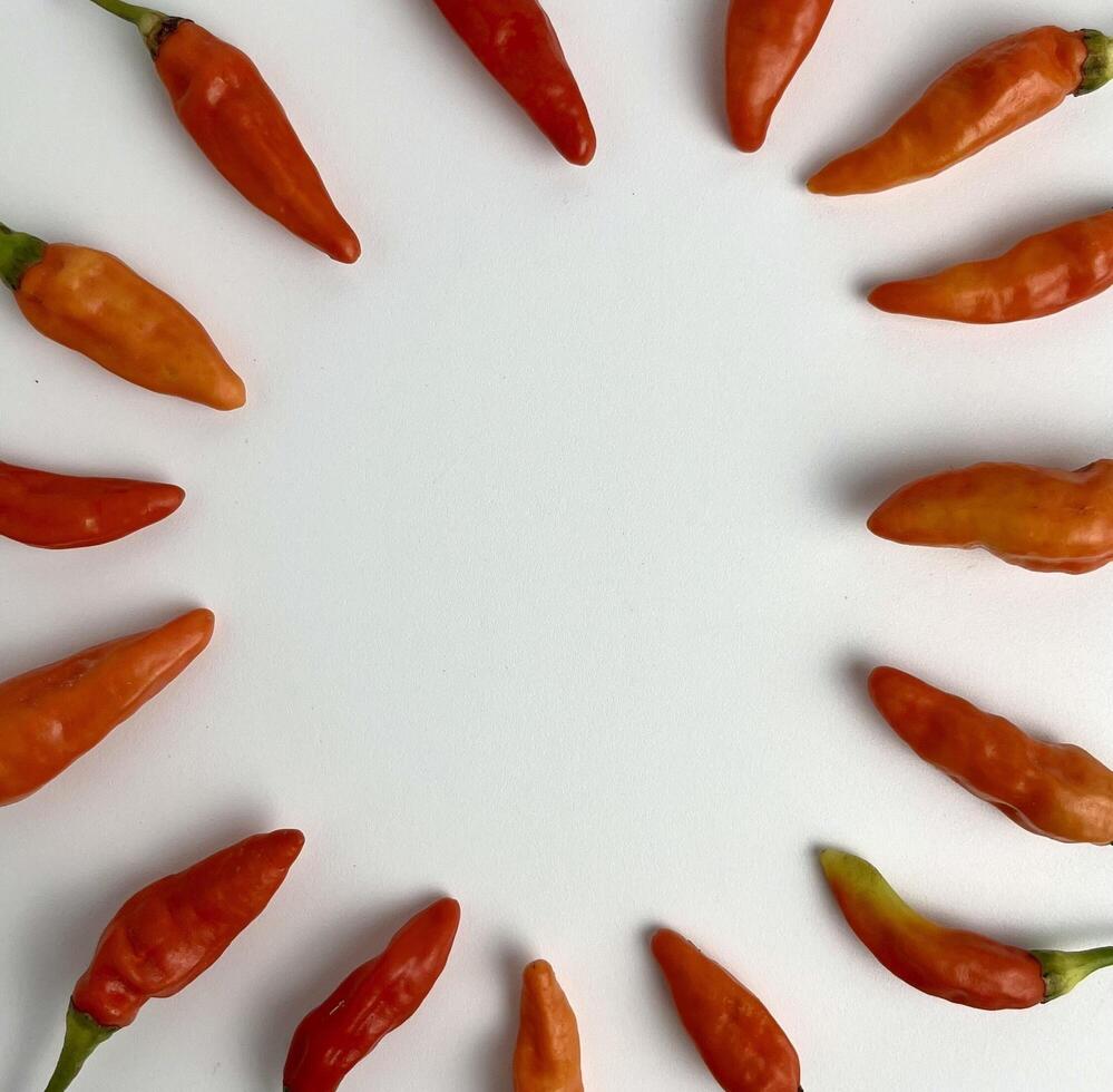 Red chili hot peppers, genus Capsicum frame border. Raw spice vegetable photography for added heat on dishes. Capsicum annuum with Spicy taste isolated on plain background with empty copy space. photo