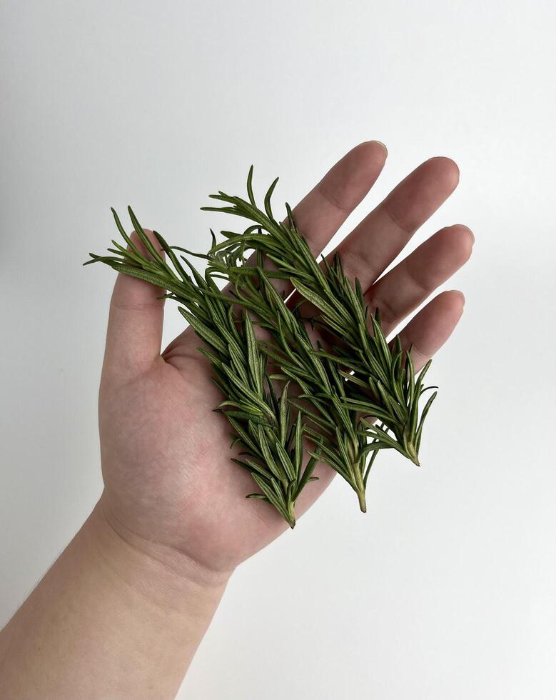 Hand holding rosemary, Salvia rosmarinus, Rosmarinus officinalis. Botanical herb spice leaves used for cooking, making soaps, or other cosmetic purposes. Raw vegetable isolated on plain background. photo