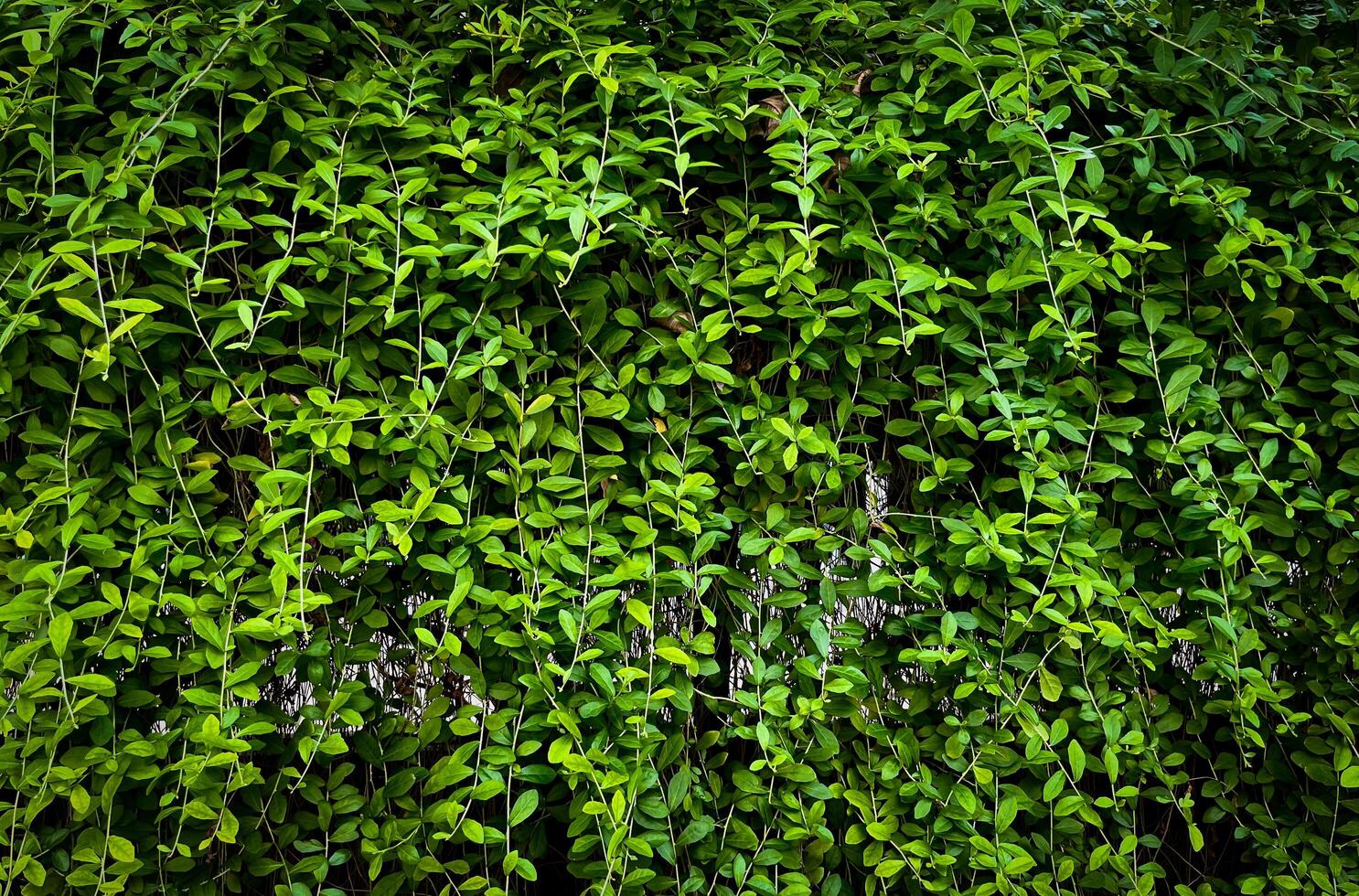 Dark green botanical wall leaves with vignette background isolated on horizontal ratio photography template. photo