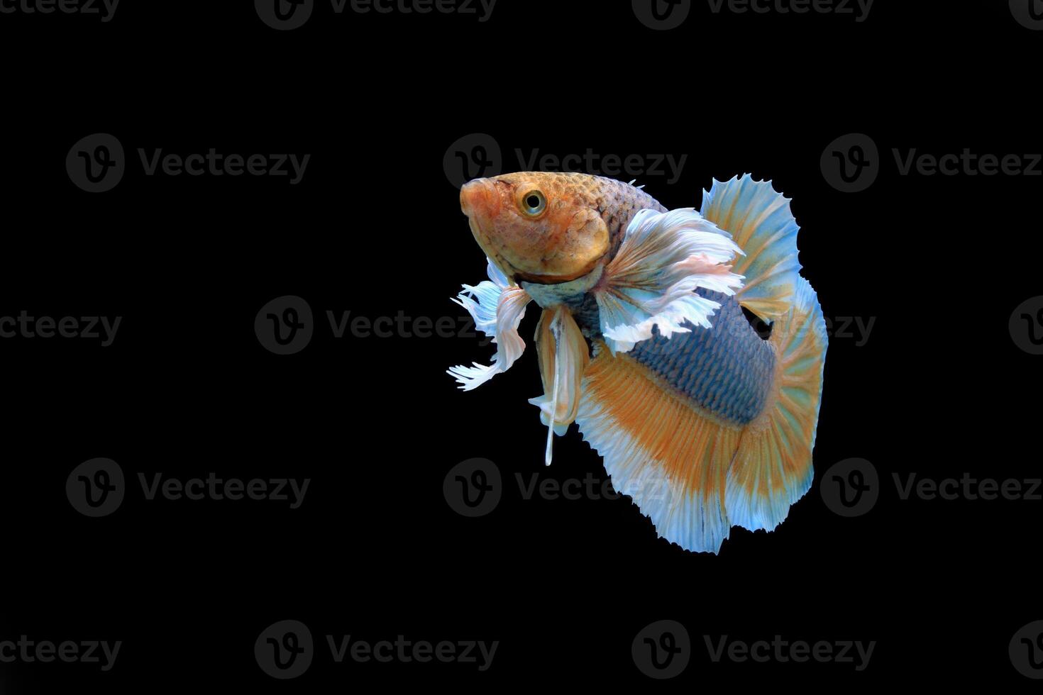 Dumbo ear yellow fancy betta fish photo