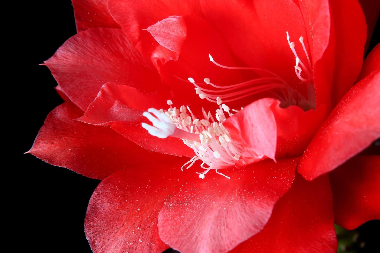 Red flower of fishbone cactus, Disocactus anguliger ,Epiphyllum anguliger, commonly known as the fishbone cactus or zig zag photo