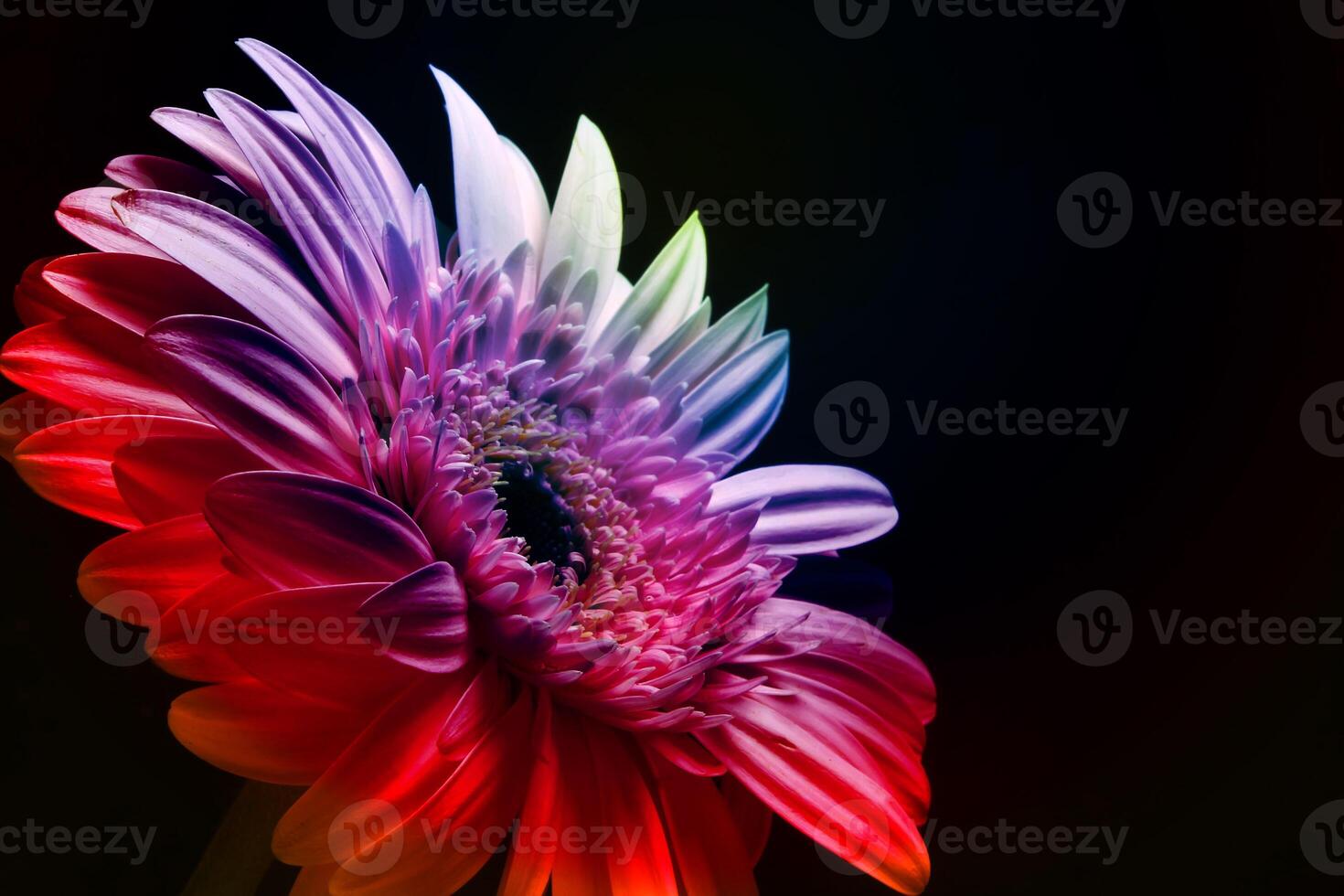 Beautiful rainbow gerbera flower, Transvaal daisy photo