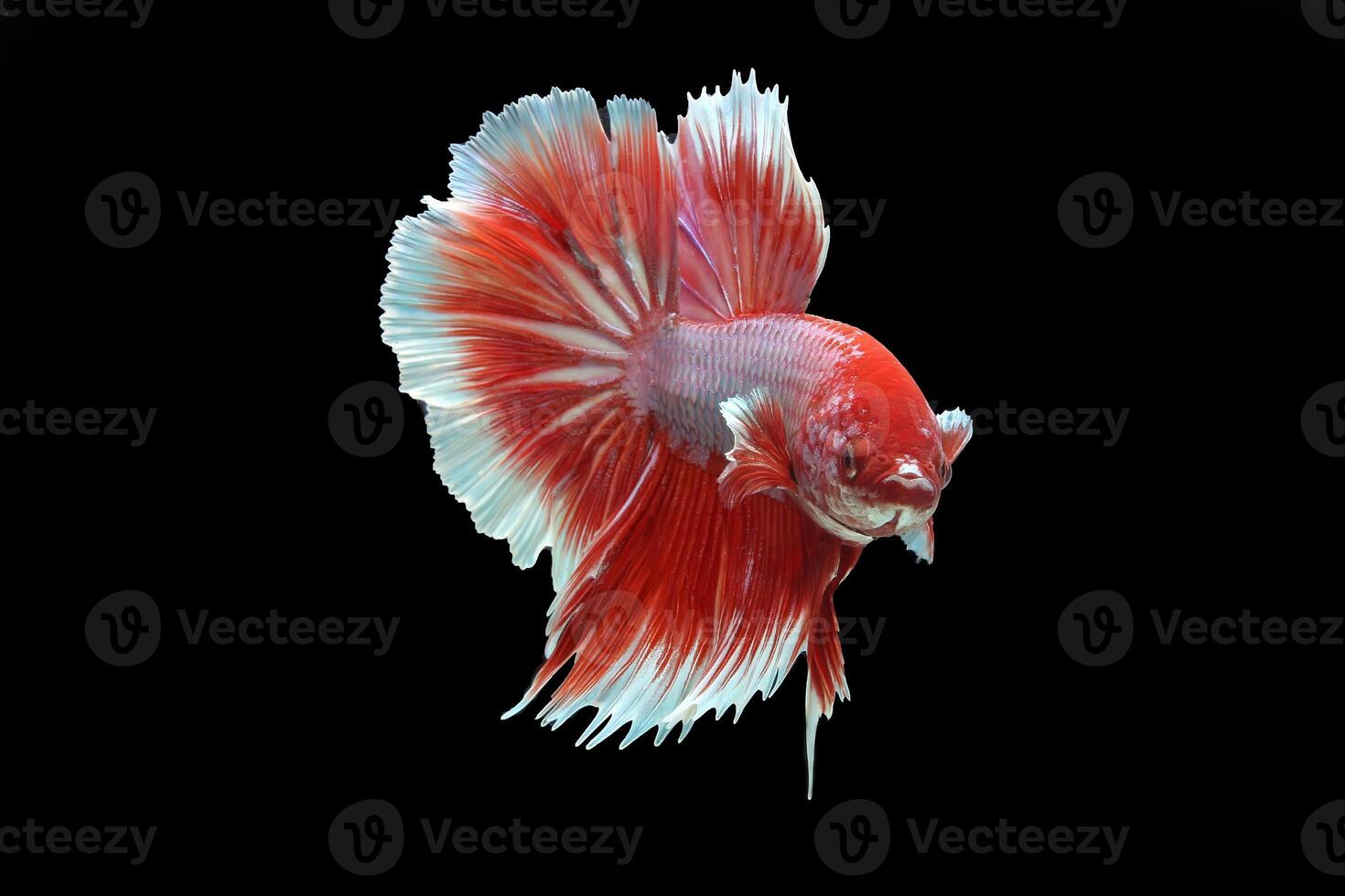 Beautiful red lavender halfmoon betta fish on black background photo