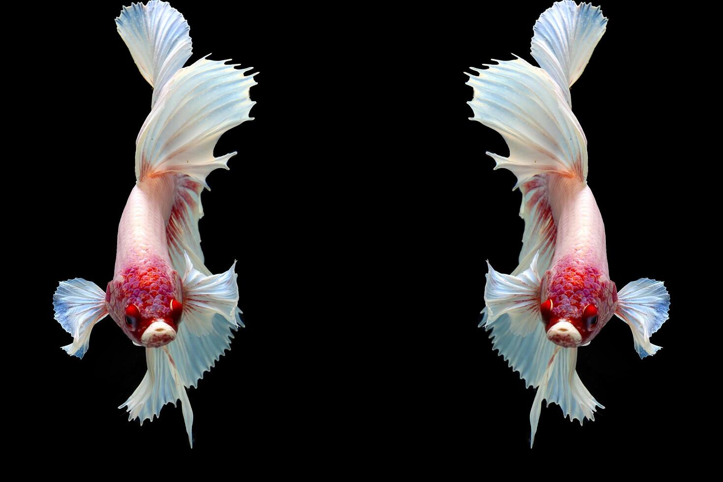 Fancy rose tail half moon betta fish on black photo