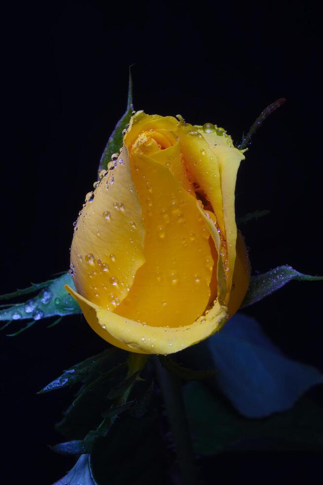 yellow rose flower bud on black background photo