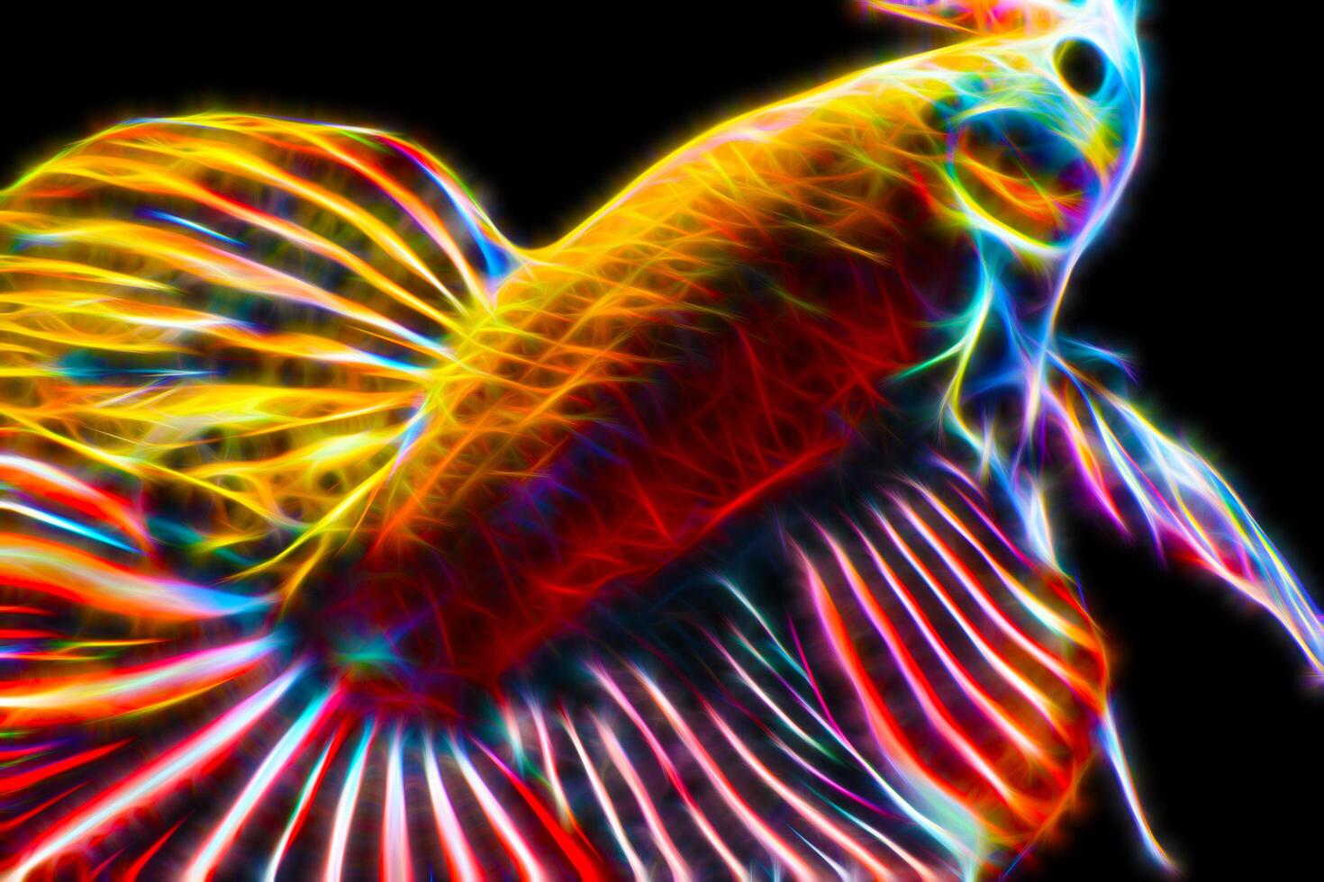 Betta fish in glowing modes photo