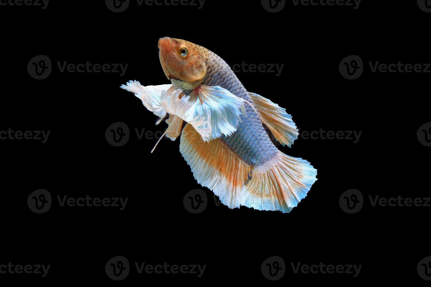 Dumbo ear yellow fancy betta fish photo