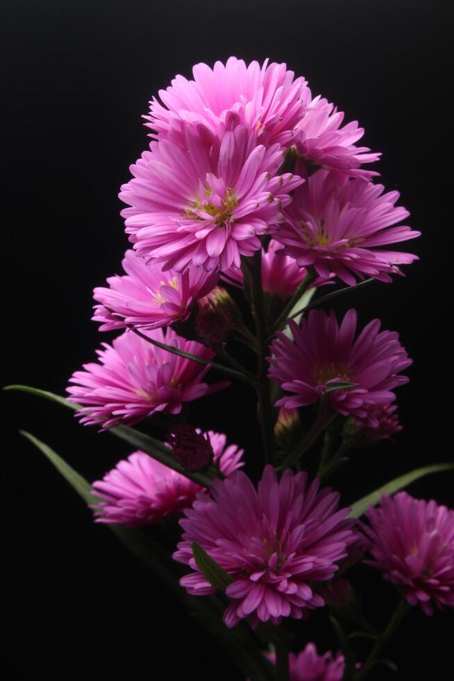 rosado aster flor en negro antecedentes foto