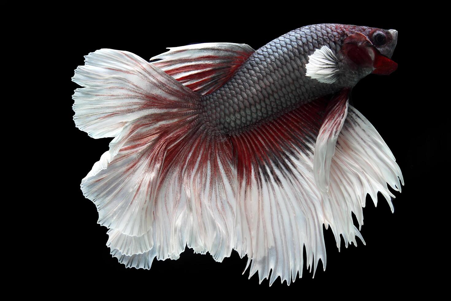 Fancy rose tail half moon betta fish on black photo