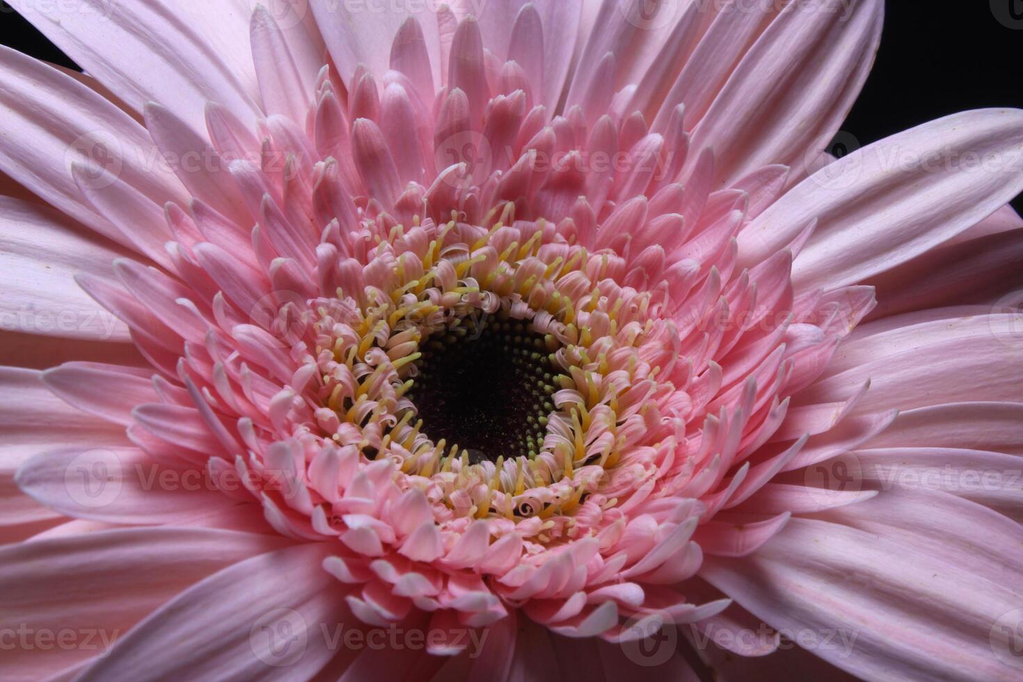 pink gerbera flower on black photo