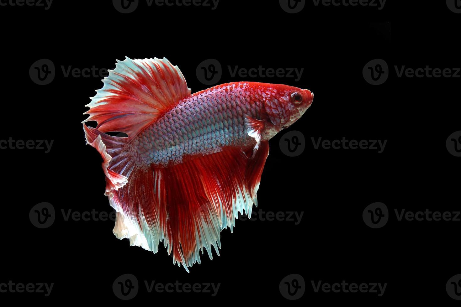 Beautiful red lavender halfmoon betta fish on black background photo