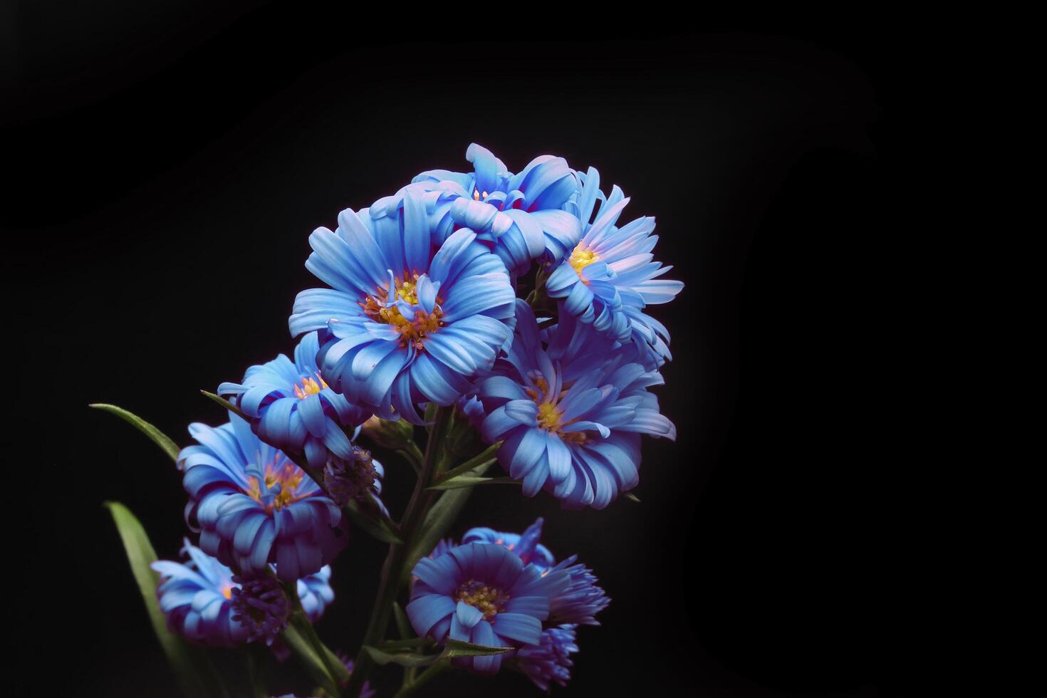 Beautiful purple aster flower on black photo