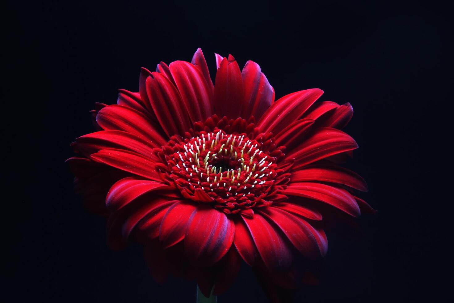 Beautiful red gerbera flower, Transvaal daisy photo
