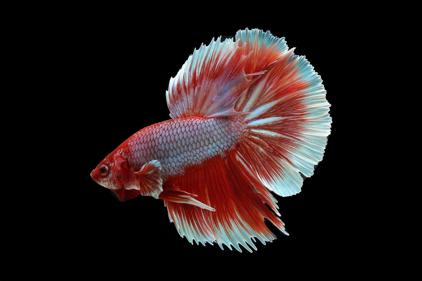 hermosa rojo lavanda media Luna Betta pescado en negro antecedentes foto