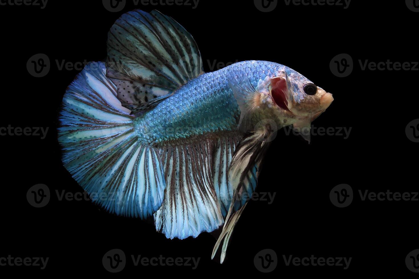 Blue monster giant betta fish photo