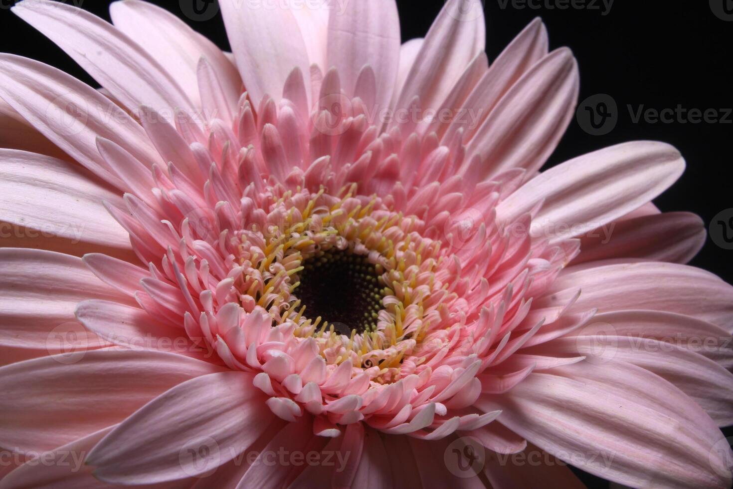 rosado gerbera flor en negro foto