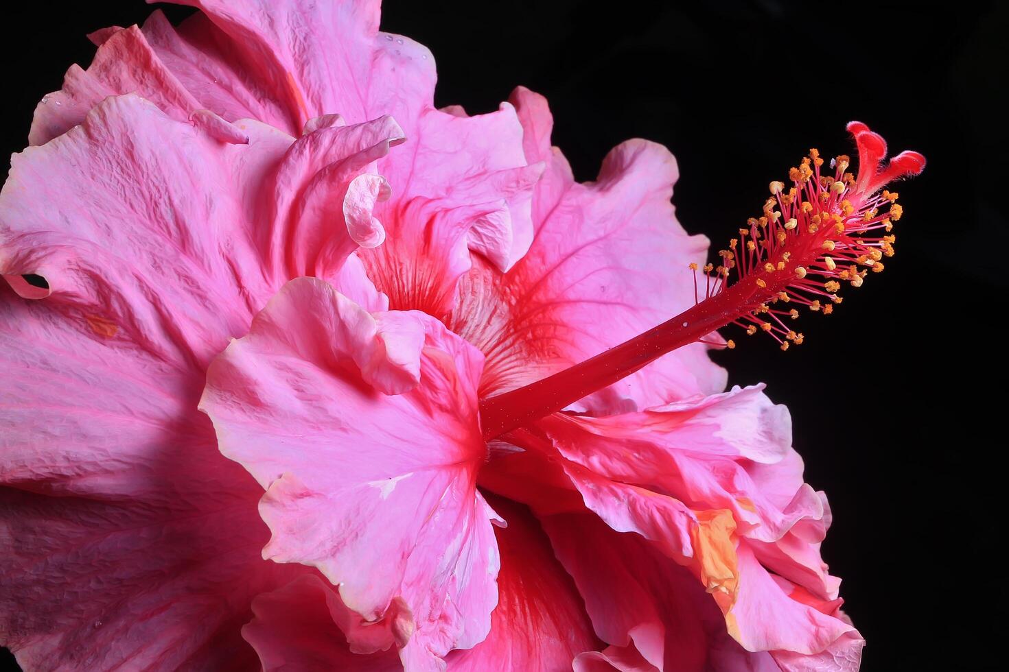 Beautiful pink hibiscus flower on black background photo