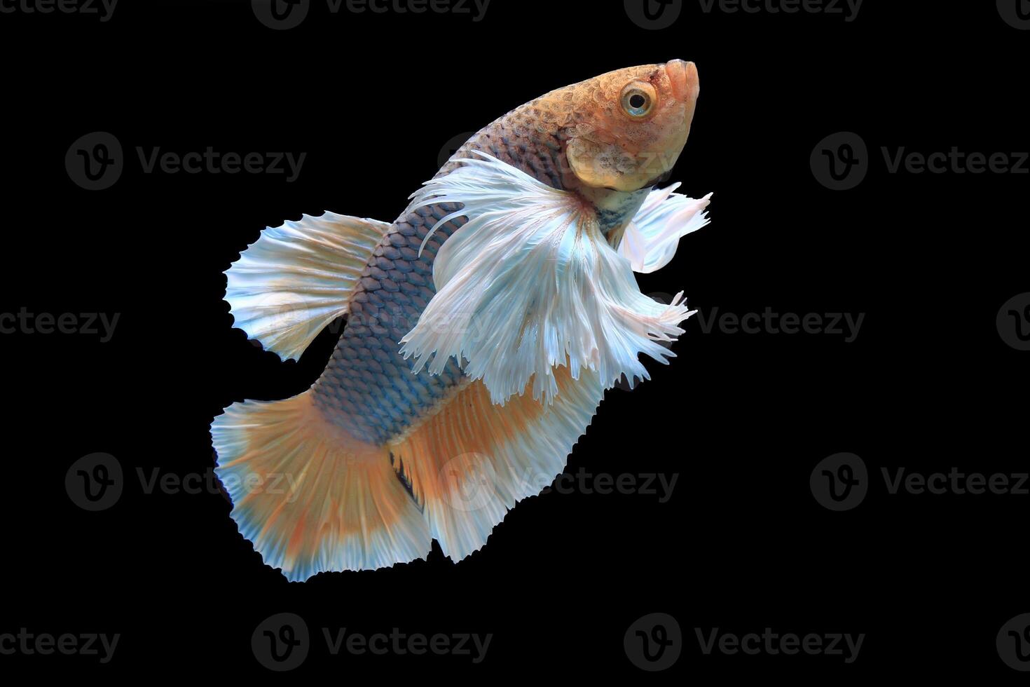 Dumbo ear yellow fancy betta fish photo
