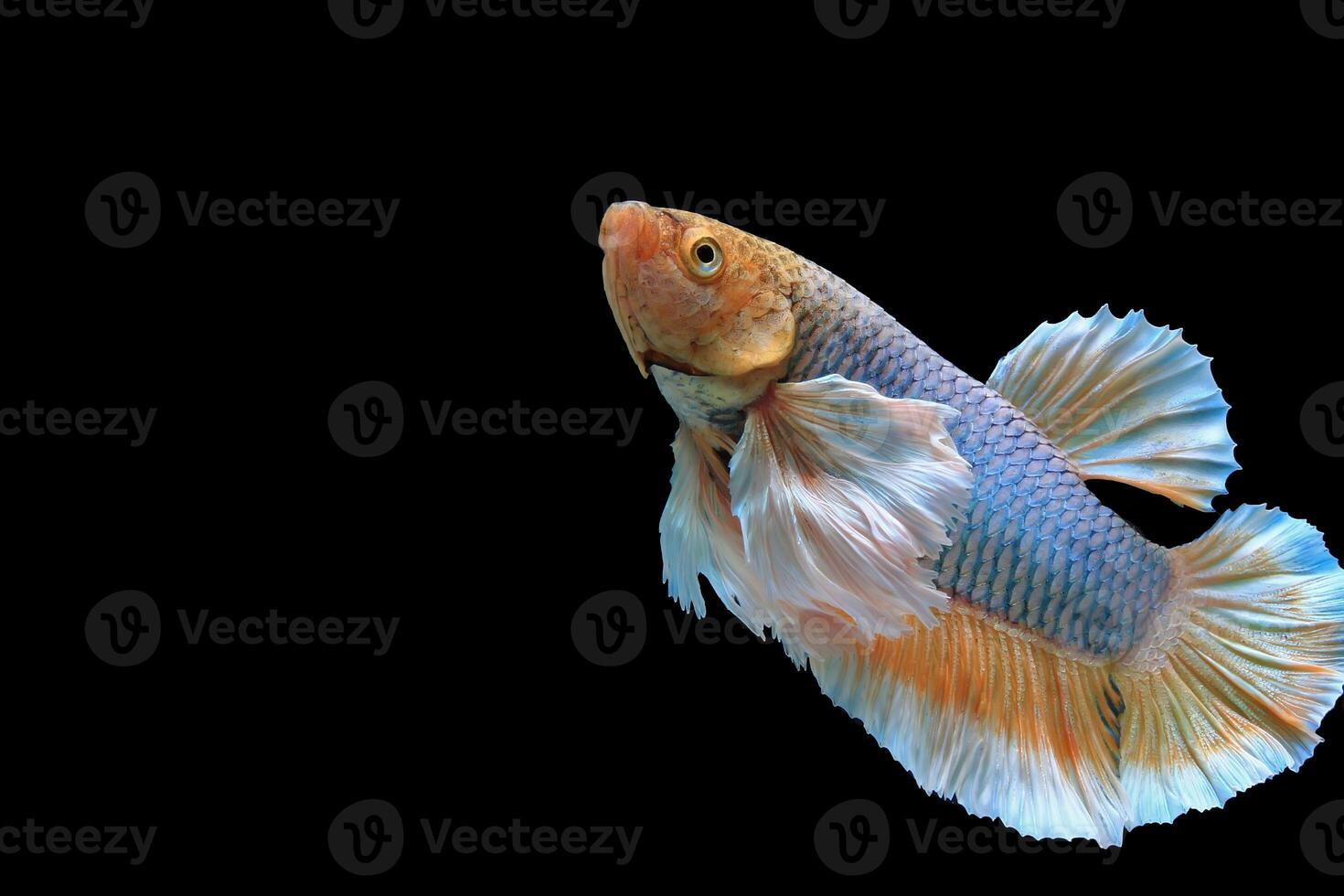 Dumbo ear yellow fancy betta fish photo