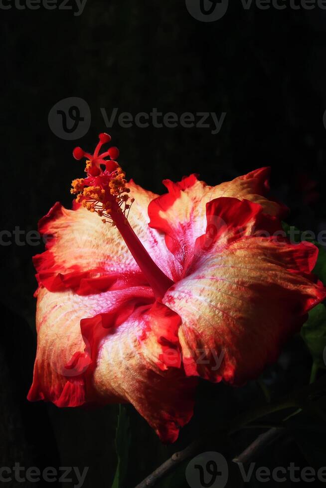 Hibiscus rosa-sinensis, known colloquially as Chinese hibiscus, China rose, Hawaiian hibiscus, rose mallow and shoeblack plant photo