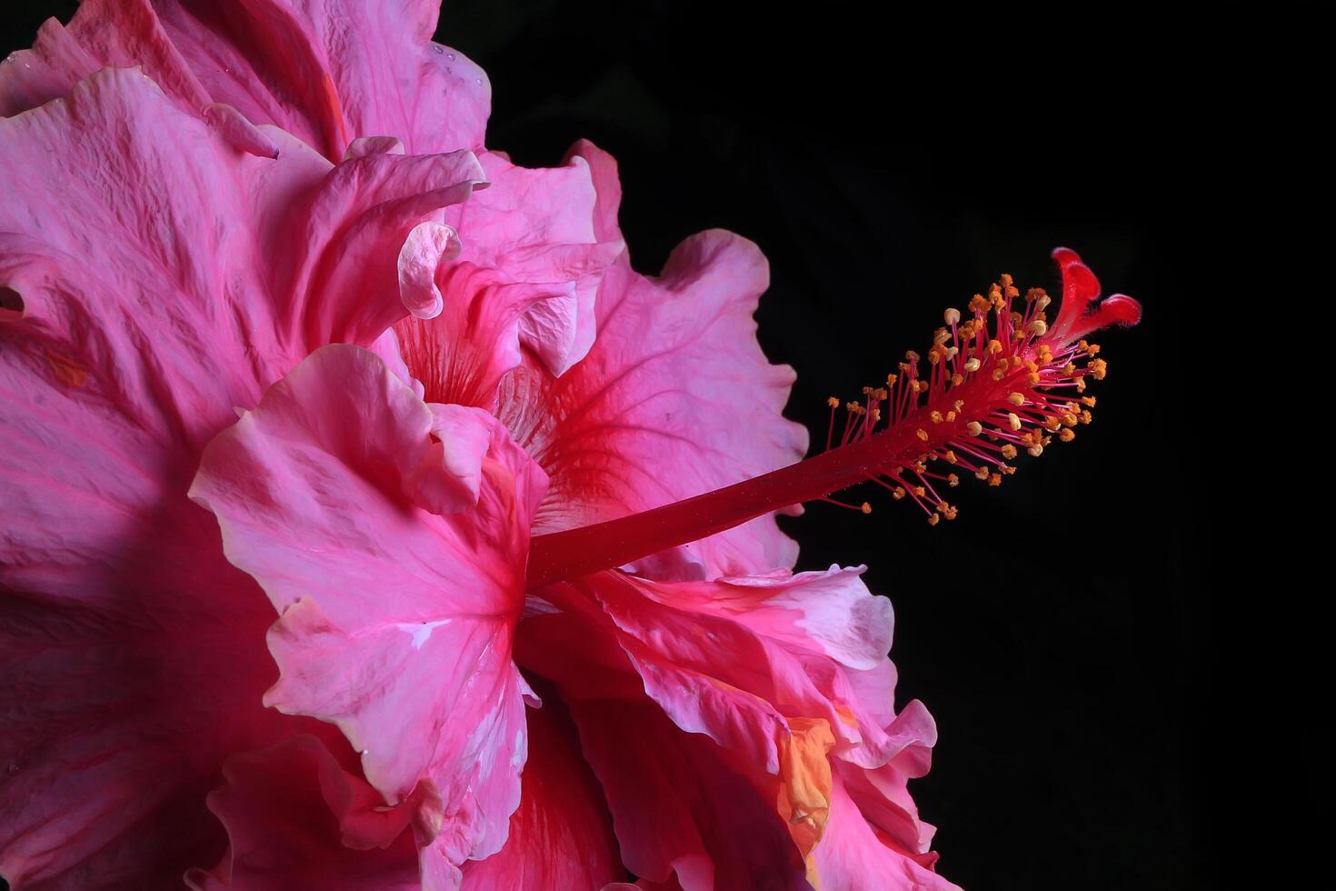 Beautiful pink hibiscus flower on black background photo