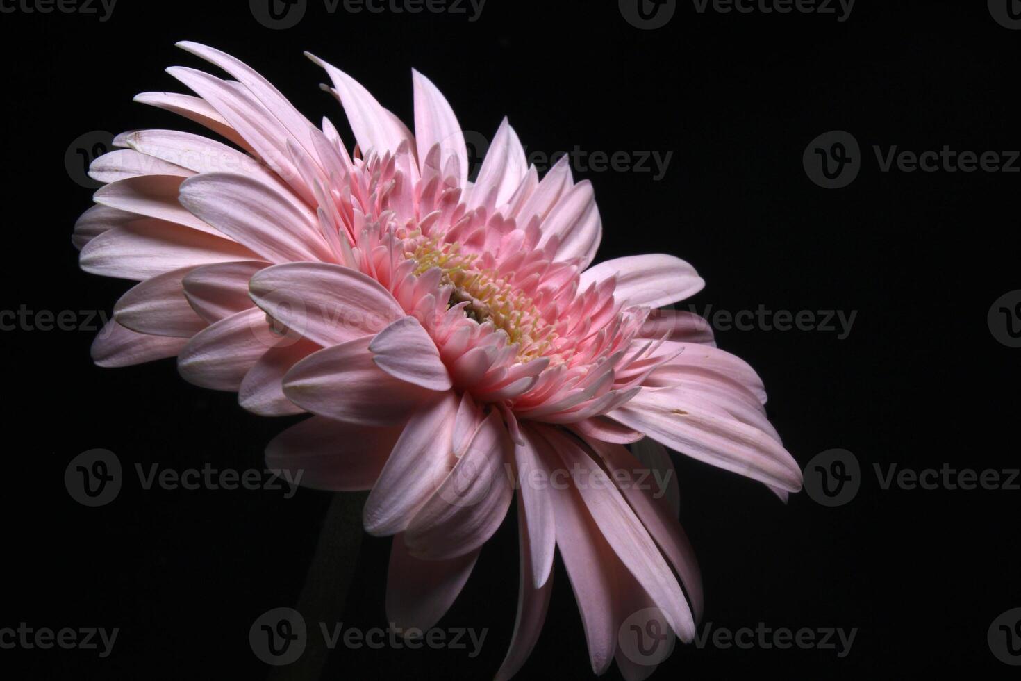 pink gerbera flower on black photo