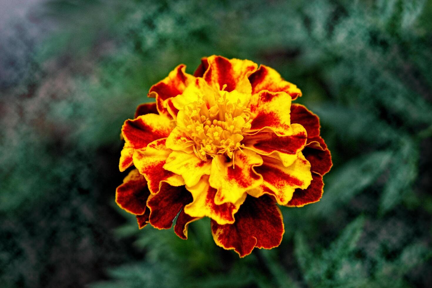 Beautiful blooming daisy flower, nice petal color photo