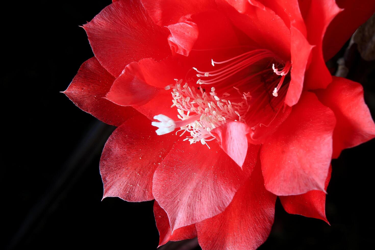 Red flower of fishbone cactus, Disocactus anguliger ,Epiphyllum anguliger, commonly known as the fishbone cactus or zig zag photo