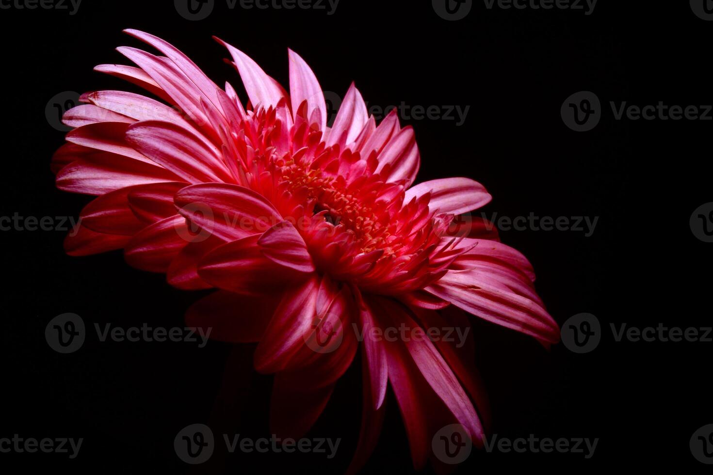 Beautiful red gerbera flower, Transvaal daisy photo