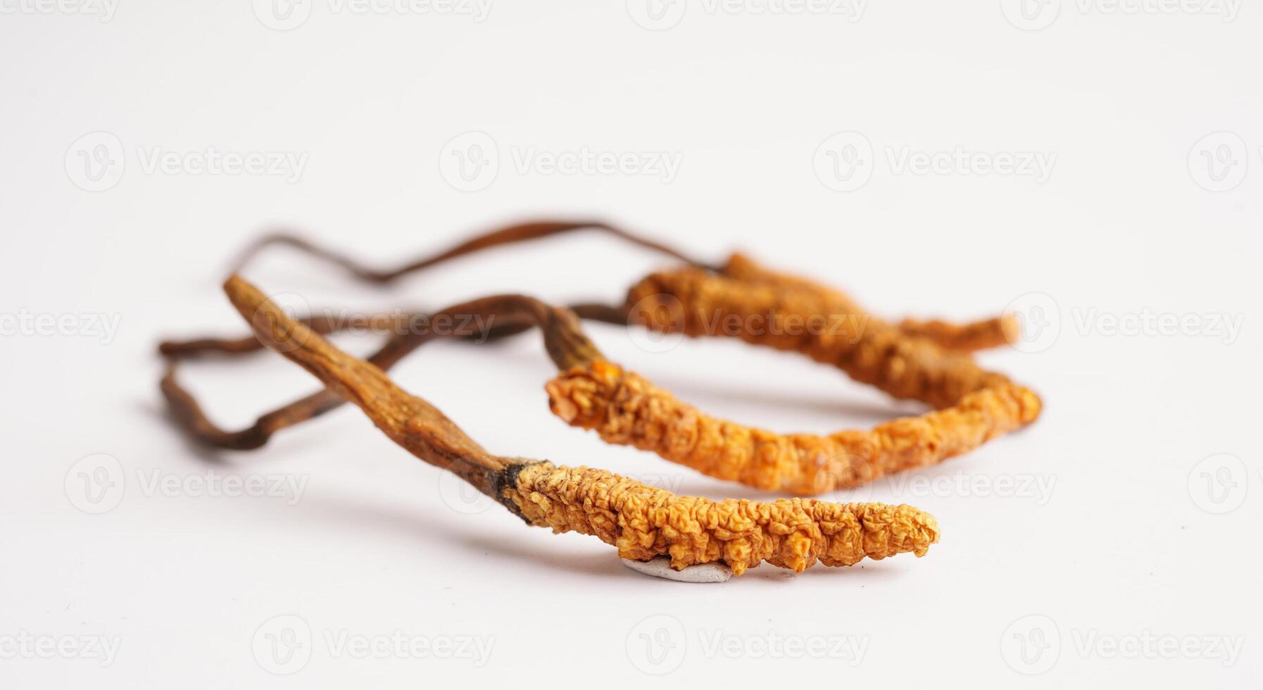 cordyceps sinensis o ophiocordyceps sinensis aislado en blanco fondo, seta hierba tratamiento medicamento. foto