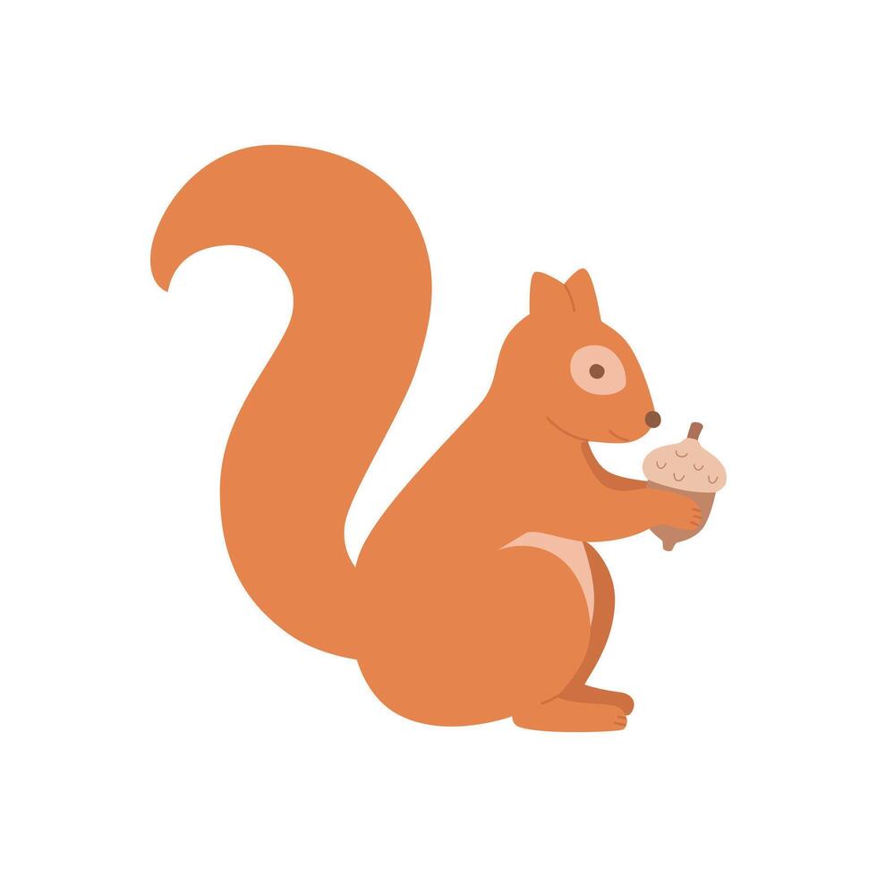 Cute squirrel with acorn isolated on a white background. vector