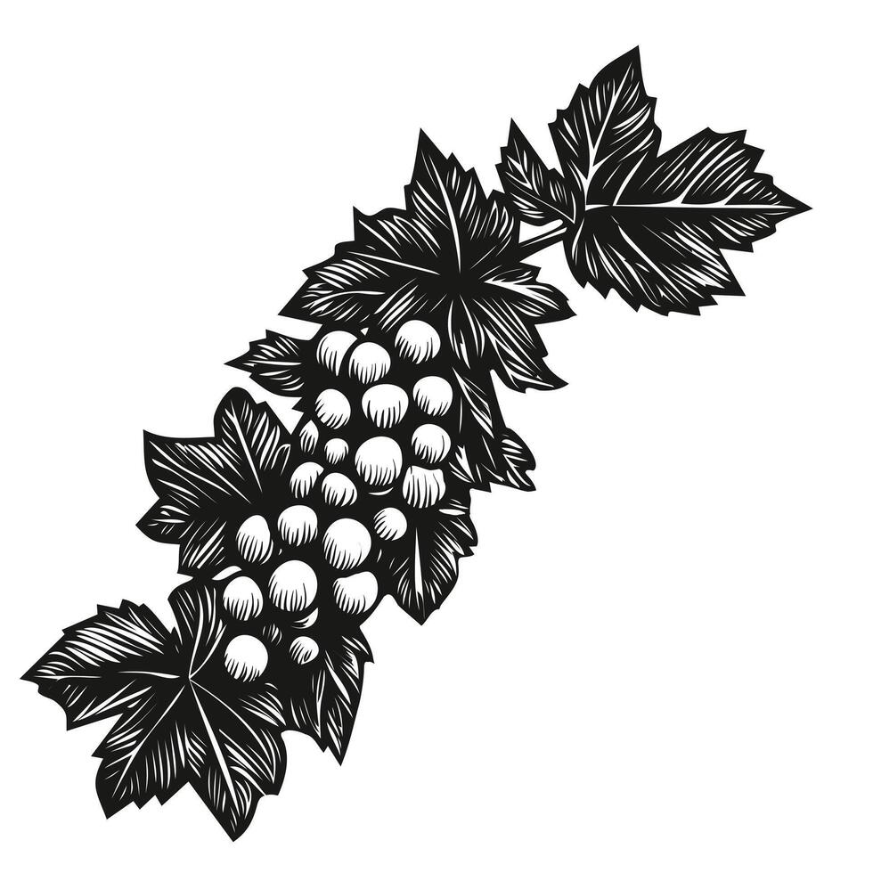 ghand dibujado vid y uvas vector ilustración aislado en blanco antecedentes. vino hojas y manojo de uvas retro grabado diseño elemento para etiqueta, menú, recetas. grabando, xilografía estilo.