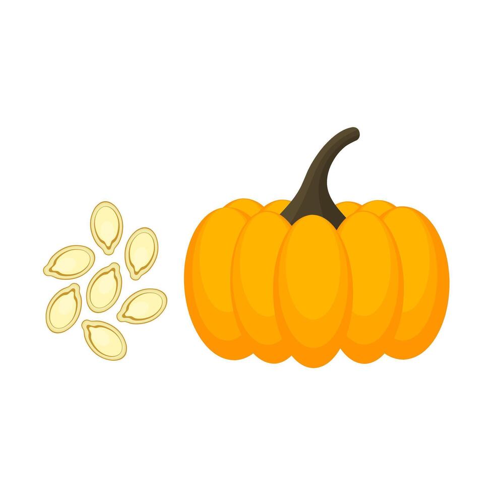 Pumpkin fruit and seeds isolated on white background. Whole pumpkin seeds. Healthy vegetarian food. Vector illustration
