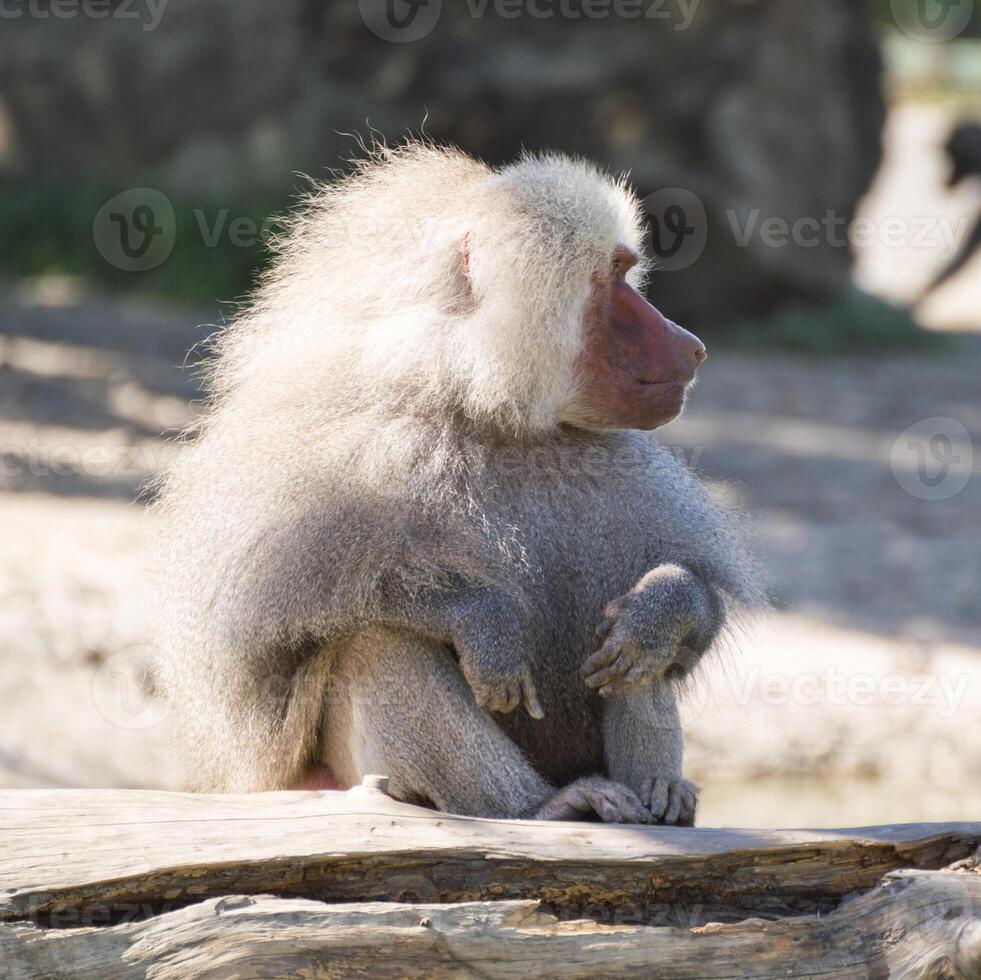 White Baboon Photo