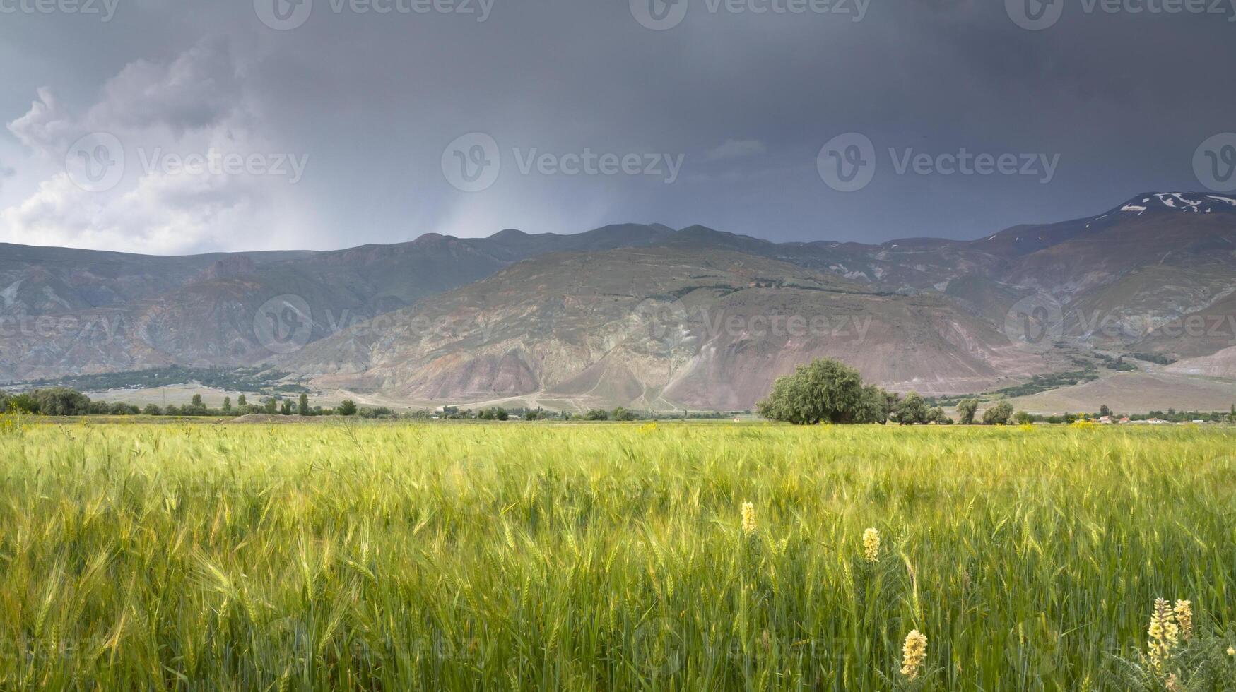 Mountain Landscape with Flower photo