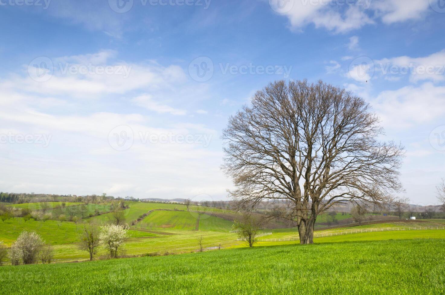 Giant tree on the field photo