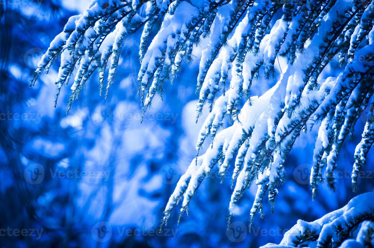 Nevado pino rama foto