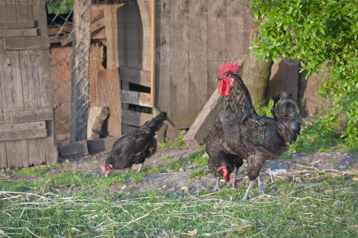 Rooster and chicken photo