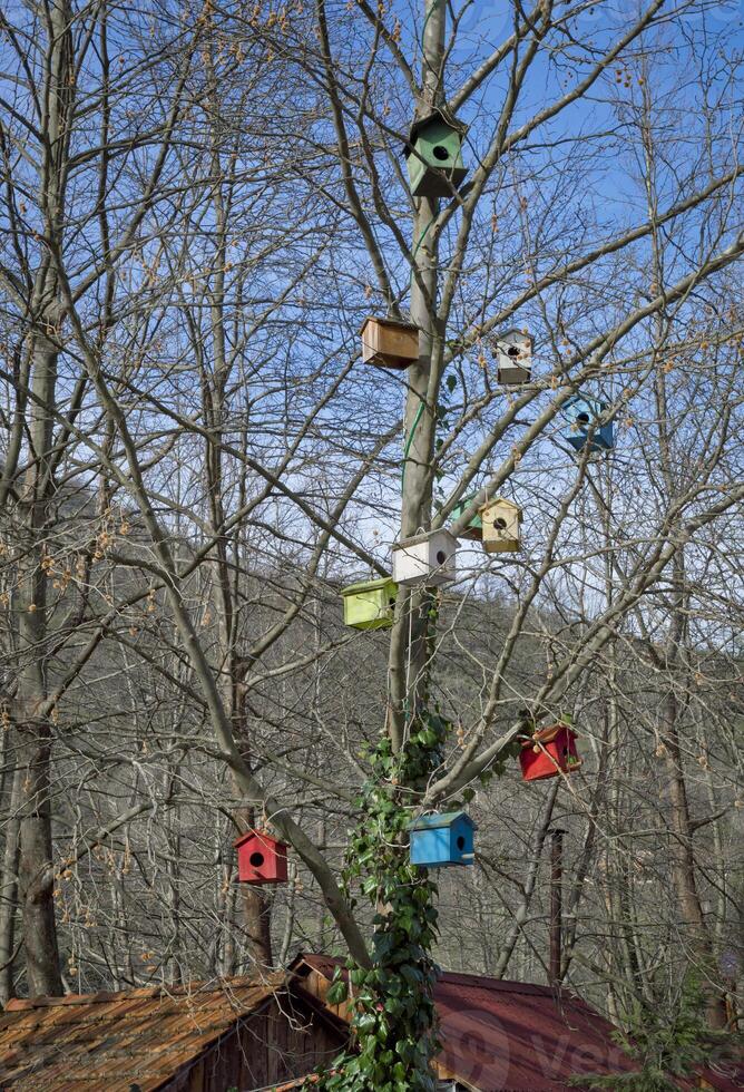 vistoso pajarera en árbol foto