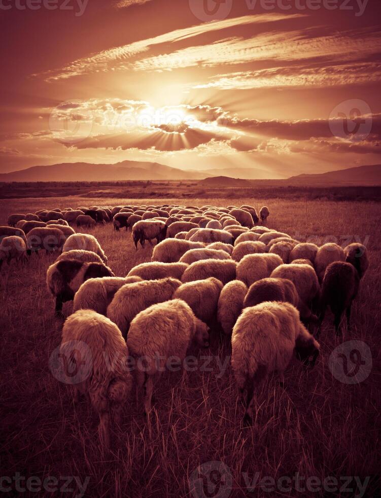 Sheep on Sunset photo