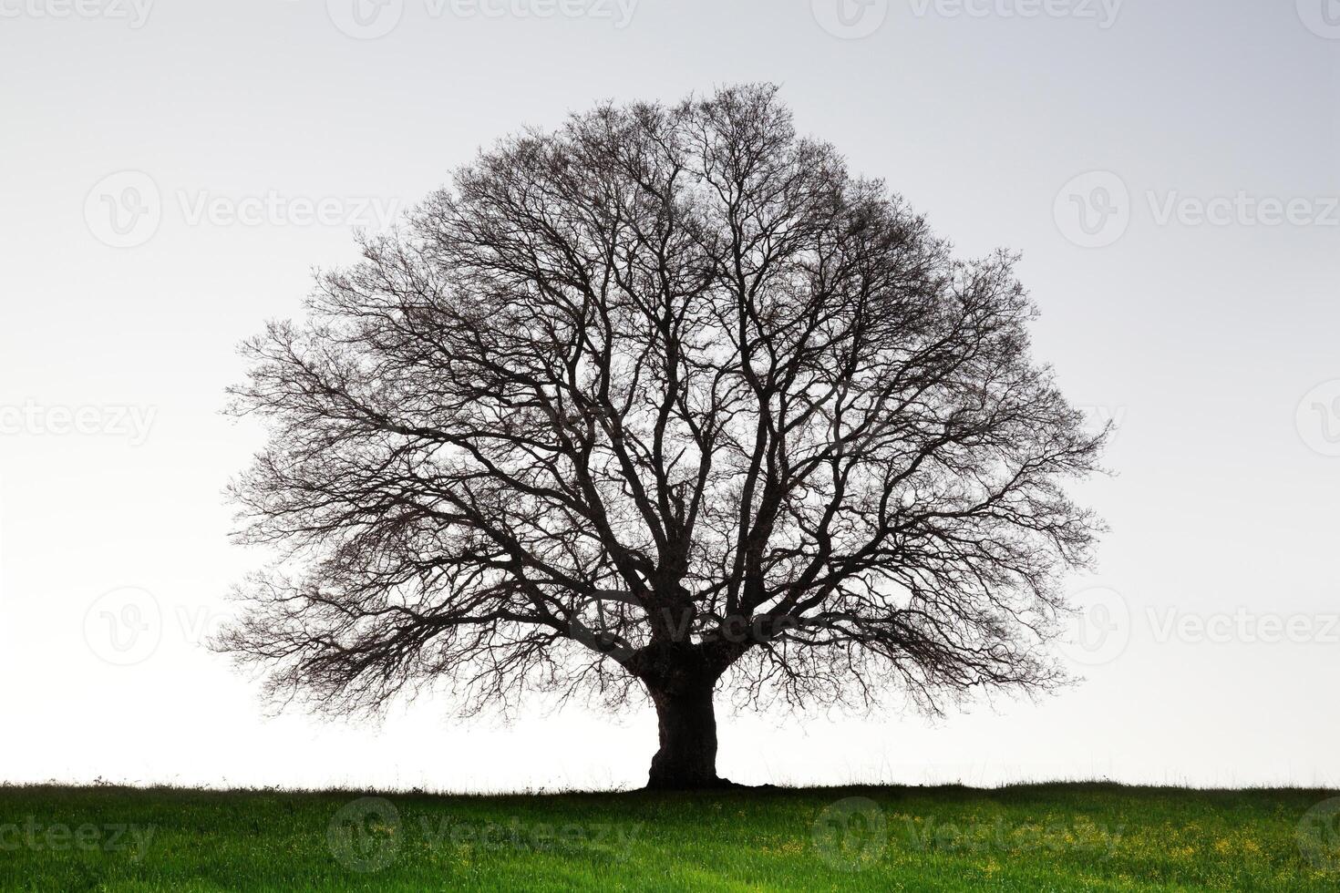 antiguo gigante roble árbol foto