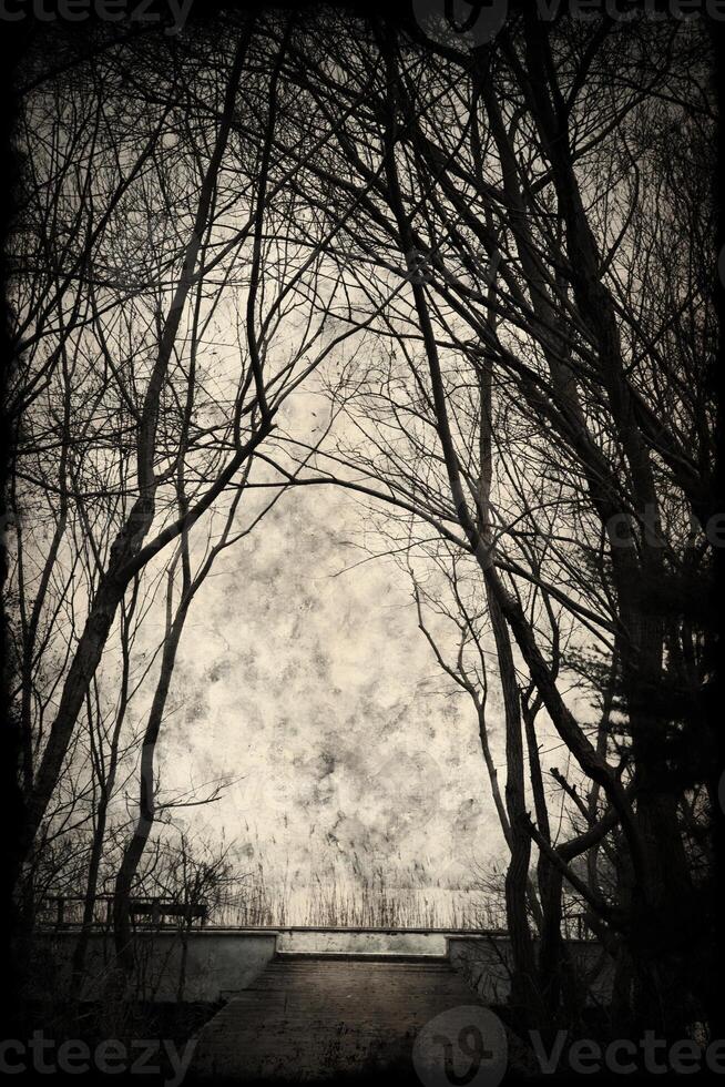 Spooky silhouette with trees and a great sky photo