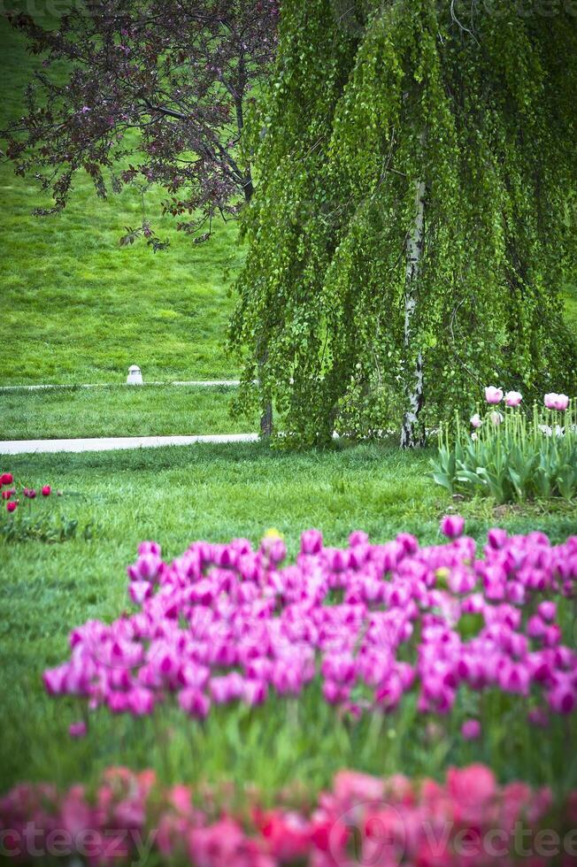 Beautiful spring garden photo