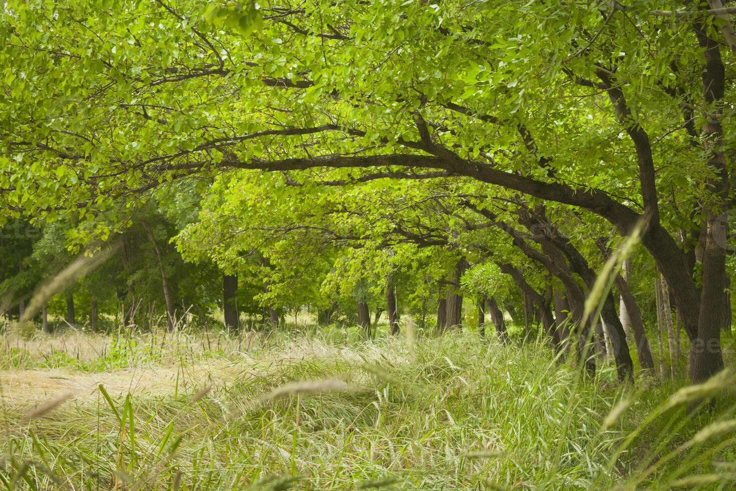 Green apricot trees photo